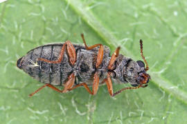 Danacea nigritarsis / Ohne deutschen Namen / Wollhaarkfer - Melyridae