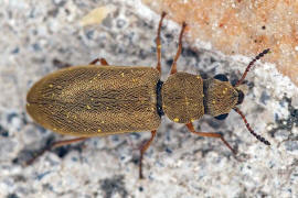 Danacea nigritarsis / Ohne deutschen Namen / Wollhaarkfer - Melyridae