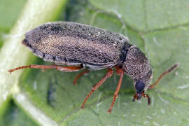 Danacea nigritarsis / Ohne deutschen Namen / Wollhaarkfer - Melyridae