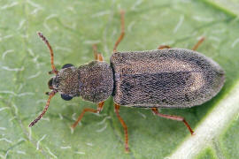 Danacea nigritarsis / Ohne deutschen Namen / Wollhaarkfer - Melyridae