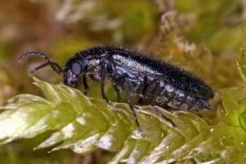 Dasytes caeruleus / Blauer Wollhaarkfer (syn. Dasytes cyaneus) / Wollhaarkfer - Melyridae