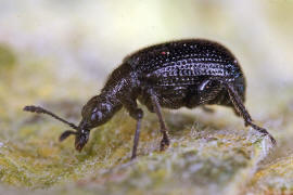 Deporaus betulae / Schwarzer Birkenblattroller / Blattroller - Attelabidae