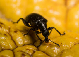 Deporaus betulae / Schwarzer Birkenblattroller / Blattroller - Attelabidae