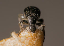 Deporaus betulae / Schwarzer Birkenblattroller / Blattroller - Attelabidae