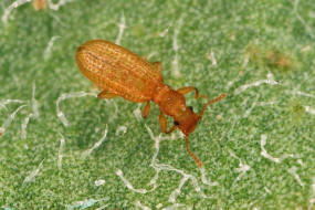 Dienerella elongata (Curtis, 1830), (syn. Dienerella vincenti Johnson, 2007) / Moderkfer - Latridiidae