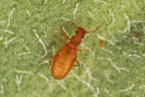 Dienerella elongata (Curtis, 1830), (syn. Dienerella vincenti Johnson, 2007) / Moderkfer - Latridiidae