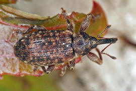 Dorytomus taeniatus / Gefleckter Weiden-Ktzchenrssler / Rsselkfer - Curculionidae