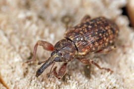 Dorytomus taeniatus / Gefleckter Weiden-Ktzchenrssler / Rsselkfer - Curculionidae