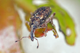 Dorytomus taeniatus / Gefleckter Weiden-Ktzchenrssler / Rsselkfer - Curculionidae