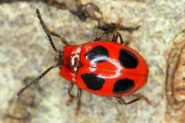 Endomychus coccineus / Scharlachroter Stublingskfer / Stublingskfer - Endomychidae