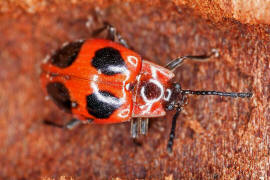 Endomychus coccineus / Scharlachroter Stublingskfer / Stublingskfer - Endomychidae