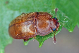 Epuraea aestiva / Ohne deutschen Namen / Glanzkfer - Nitidulidae - Epuraeinae