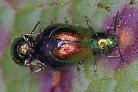 Gastrophysa viridula / Ampfer-Blattkfer / Blattkfer - Chrysomelidae - Chrysomelinae