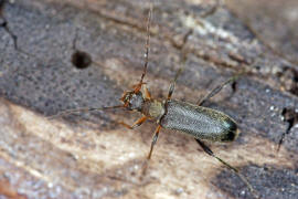 Grammoptera ruficornis / Rothrniger Bltenbock / Bockkfer - Cerambycidae - Schmalbcke - Lepturinae