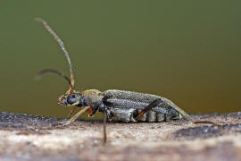 Grammoptera ruficornis / Rothrniger Bltenbock / Bockkfer - Cerambycidae - Schmalbcke - Lepturinae