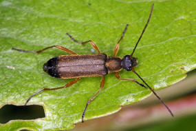 Grammoptera ustulata / Eichen-Bltenbock / Bockkfer - Cerambycidae - Schmalbcke - Lepturinae