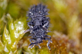 Hispa atra (syn. Hispella atra) / Schwarzer Stachelkfer / Blattkfer - Chrysomelidae - Hispinae