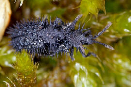 Hispa atra (syn. Hispella atra) / Schwarzer Stachelkfer / Blattkfer - Chrysomelidae - Hispinae