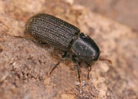 Hylastes brunneus / Brauner Kiefernbastkfer / Borkenkfer - Scolytidae - Hylesininae