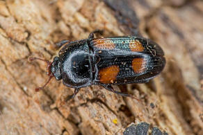 Ipidia binotata Reitter, 1875 / Glanzkfer - Nitidulidae
