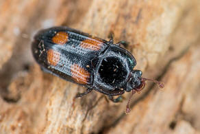 Ipidia binotata Reitter, 1875 / Glanzkfer - Nitidulidae