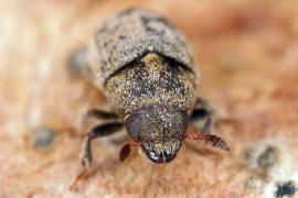 Hylesinus fraxini (syn. Leperisinus fraxini) / Kleiner Bunter Eschenbastkfer / Borkenkfer - Scolytidae