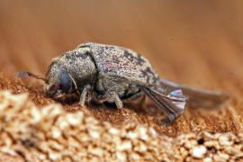 Hylesinus fraxini (syn. Leperisinus fraxini) / Kleiner Bunter Eschenbastkfer / Borkenkfer - Scolytidae