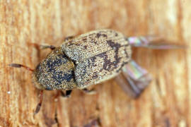 Hylesinus fraxini (syn. Leperisinus fraxini) / Kleiner Bunter Eschenbastkfer / Borkenkfer - Scolytidae