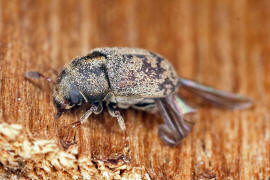 Hylesinus fraxini (syn. Leperisinus fraxini) / Kleiner Bunter Eschenbastkfer / Borkenkfer - Scolytidae