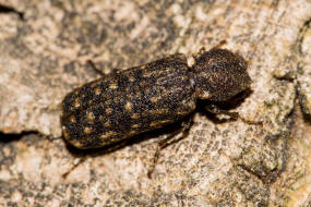 Lichenophanes varius / Kapuzenkfer / Holzbohrkfer - Bostrichidae