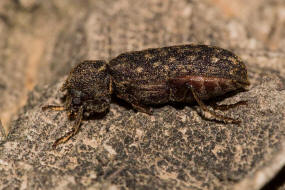 Lichenophanes varius / Kapuzenkfer / Holzbohrkfer - Bostrichidae