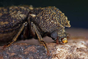 Lichenophanes varius / Kapuzenkfer / Holzbohrkfer - Bostrichidae