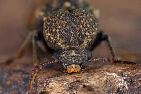 Lichenophanes varius / Kapuzenkfer / Holzbohrkfer - Bostrichidae