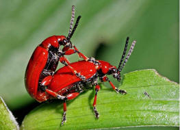 Lilioceris merdigera / Maiglckchenhhnchen (Paarung) / Blattkfer - Chrysomelidae