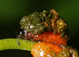 Lilioceris merdigera / Maiglckchenhhnchen (Larven) / Blattkfer - Chrysomelidae