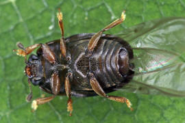 Meligethes atratus / Ohne deutschen Namen / Glanzkfer - Nitidulidae - Meligethinae