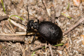 Meloe rugosus / Mattschwarzer Herbst-lkfer / lkfer - Meloidae