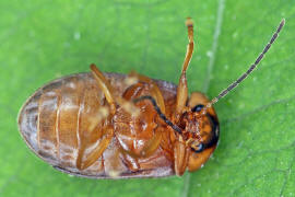 Microcara testacea / Ohne deutschen Namen / Sumpffieberkäfer- Scirtidae