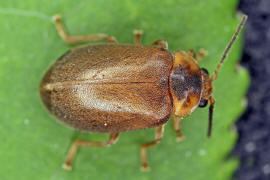 Microcara testacea / Ohne deutschen Namen / Sumpffieberkfer- Scirtidae