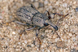 Mitoplinthus caliginosus / Wurzelstockrssler / Rsselkfer - Curculionidae - Molytinae