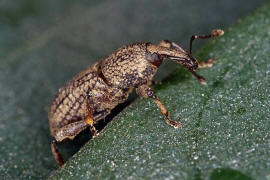 Mitoplinthus caliginosus / Wurzelstockrssler / Rsselkfer - Curculionidae - Molytinae