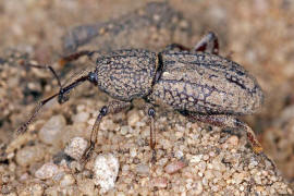 Mitoplinthus caliginosus / Wurzelstockrssler / Rsselkfer - Curculionidae - Molytinae