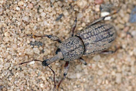 Mitoplinthus caliginosus / Wurzelstockrssler / Rsselkfer - Curculionidae - Molytinae