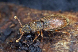 Monotoma quadricollis / Ohne deutschen Namen / Rindenglanzkfer - Monotomidae