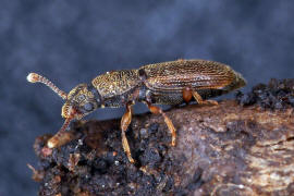 Monotoma quadricollis / Ohne deutschen Namen / Rindenglanzkfer - Monotomidae