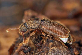 Monotoma quadricollis / Ohne deutschen Namen / Rindenglanzkfer - Monotomidae