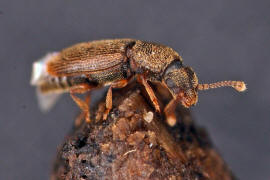 Monotoma quadricollis / Ohne deutschen Namen / Rindenglanzkfer - Monotomidae