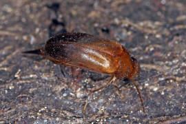 Mordellistena neuwaldeggiana / Ohne deutschen Namen / Stachelkfer - Mordellidae