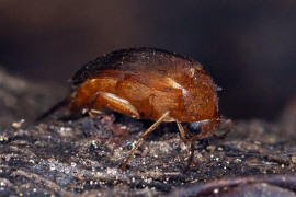 Mordellistena neuwaldeggiana / Ohne deutschen Namen / Stachelkfer - Mordellidae