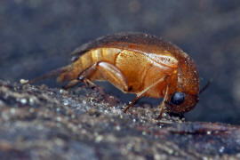 Mordellistena neuwaldeggiana / Ohne deutschen Namen / Stachelkfer - Mordellidae